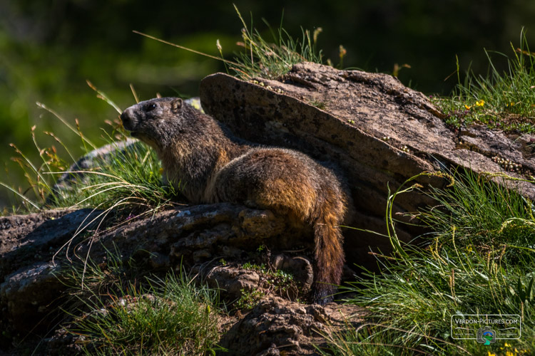 photo marmotte lac allos verdon